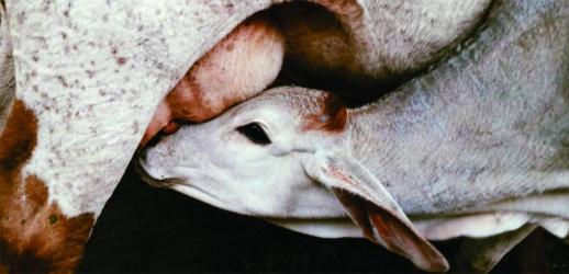 PROJETO BALDE CHEIO: PREFEITURA DE PATY DO ALFERES OFERECE ATENDIMENTO E MELHORA A VIDA DE PRODUTORES DE LEITE