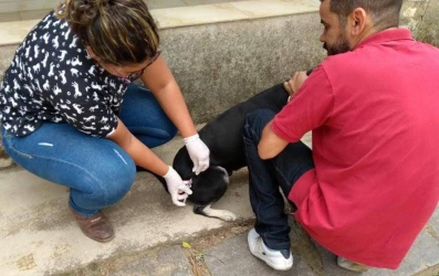 VACINAÇÃO EM VASSOURAS